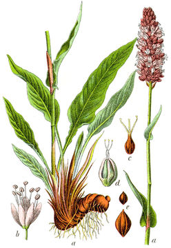 Bistort-Plant-Illustration