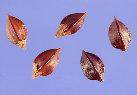 Seeds-of-Bistort-plant