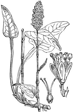 Sketch-of-Bistort-plant
