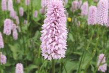 Bistort-Flowers
