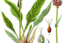 Bistort-Plant-Illustration