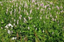 Bistort-Plant-growing-wild