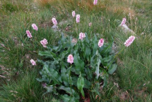 Bistort-Plant