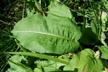 Bistort-leaves