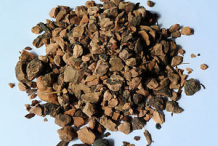 Dried-Bistort-root