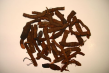 Roots-of-Bistort-Plant