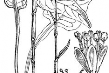 Sketch-of-Bistort-plant