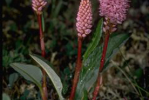 Small-Bistort-plant