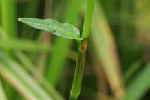 Stem-of-Bistort-plant