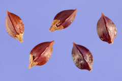 Seeds-of-Bistort-plant