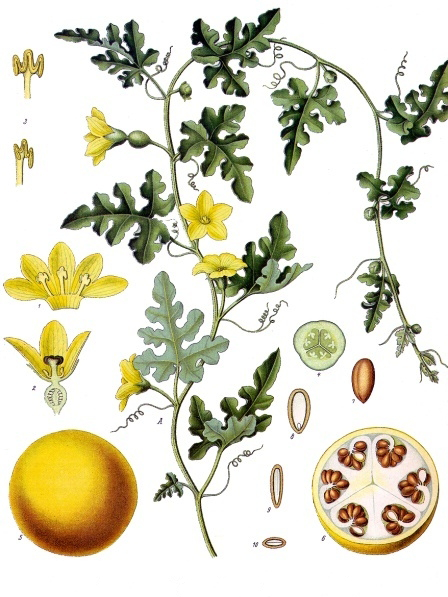 Plant-Illustrations-of-Bitter-Apple-plant
