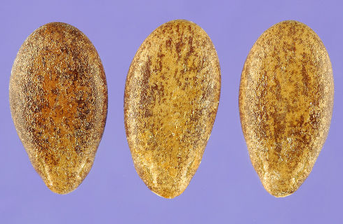 Seeds-of-Bitter-Apple-plant