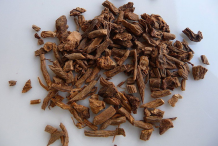 Dried-root-of-Bitter-Apple-plant