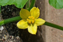 Flower-of-Bitter-Apple-plant
