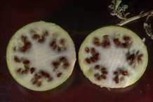 Half-cut-Bitter-Apple