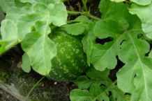 Leaves-of-Bitter-Apple-plant