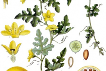 Plant-Illustrations-of-Bitter-Apple-plant