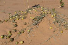 Ripe-Bitter-Apple-fruits-on-the-ground