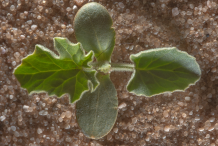 Saplings-of-Bitter-Apple-plant