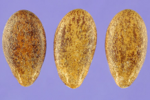 Seeds-of-Bitter-Apple-plant