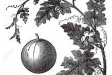 Sketch-of-Bitter-Apple-plant