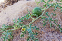 Stem-and-leaves-of-Bitter-Apple-plant