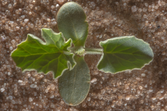 Saplings-of-Bitter-Apple-plant