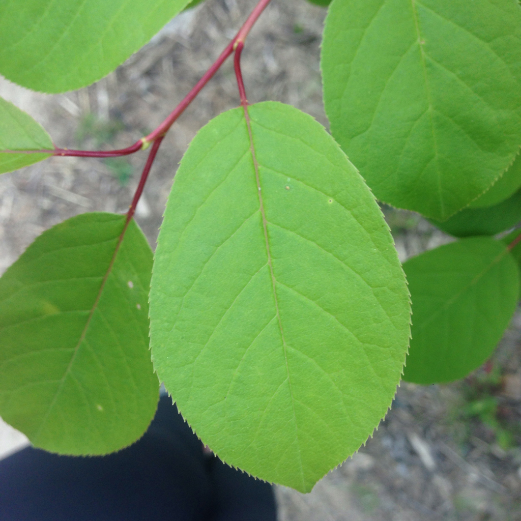 Bitter-Berry-leaves
