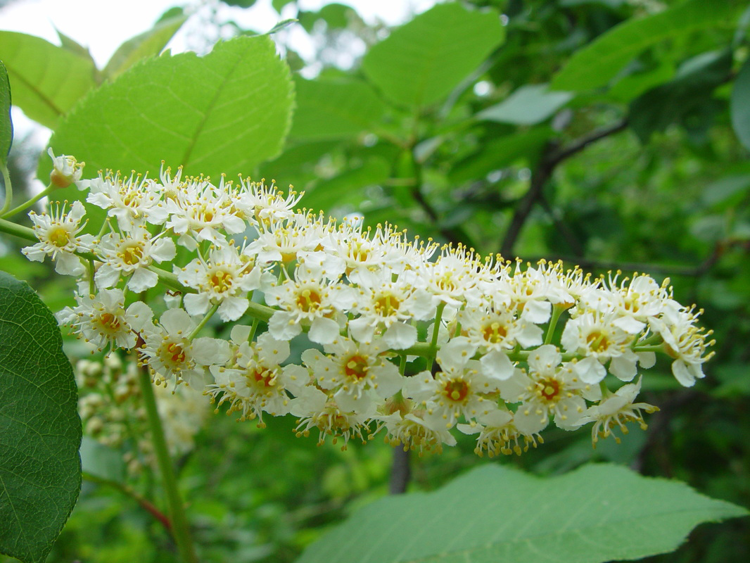 Close-view-of-Bitter-Berry-flower