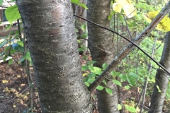 Bitter-Berry-bark
