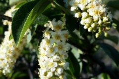 Bitter-Berry-flowers