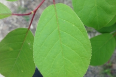 Bitter-Berry-leaves