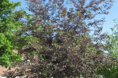 Bitter-Berry-tree