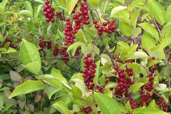 Bitter-berry