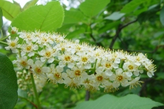 Close-view-of-Bitter-Berry-flower