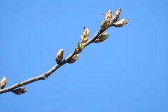 Flower-buds-of-Bitter-berry