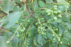 Unripe-Bitter-Berry