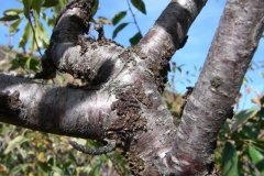 Bark-of-Bitter-cherry