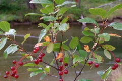 Bitter-Cherry-Plant