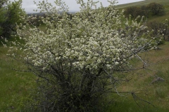 Bitter-Cherry-plant-growing-wild