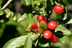 Bitter-cherry-Fruit