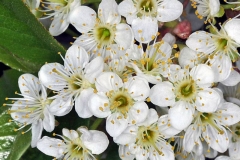 Closer-view-of-flower-of-Bitter-cherry