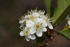 Flowers-of-Bitter-cherry