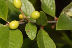 Immature-fruits-of-Bitter-cherry