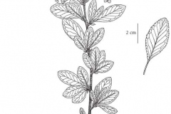 Plant-Illustration-of-Bitter-cherry