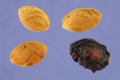 Seeds-of-Bitter-cherry