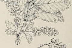 Sketch-of-Bitter-cherry