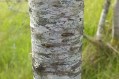 Trunk-of-Bitter-cherry