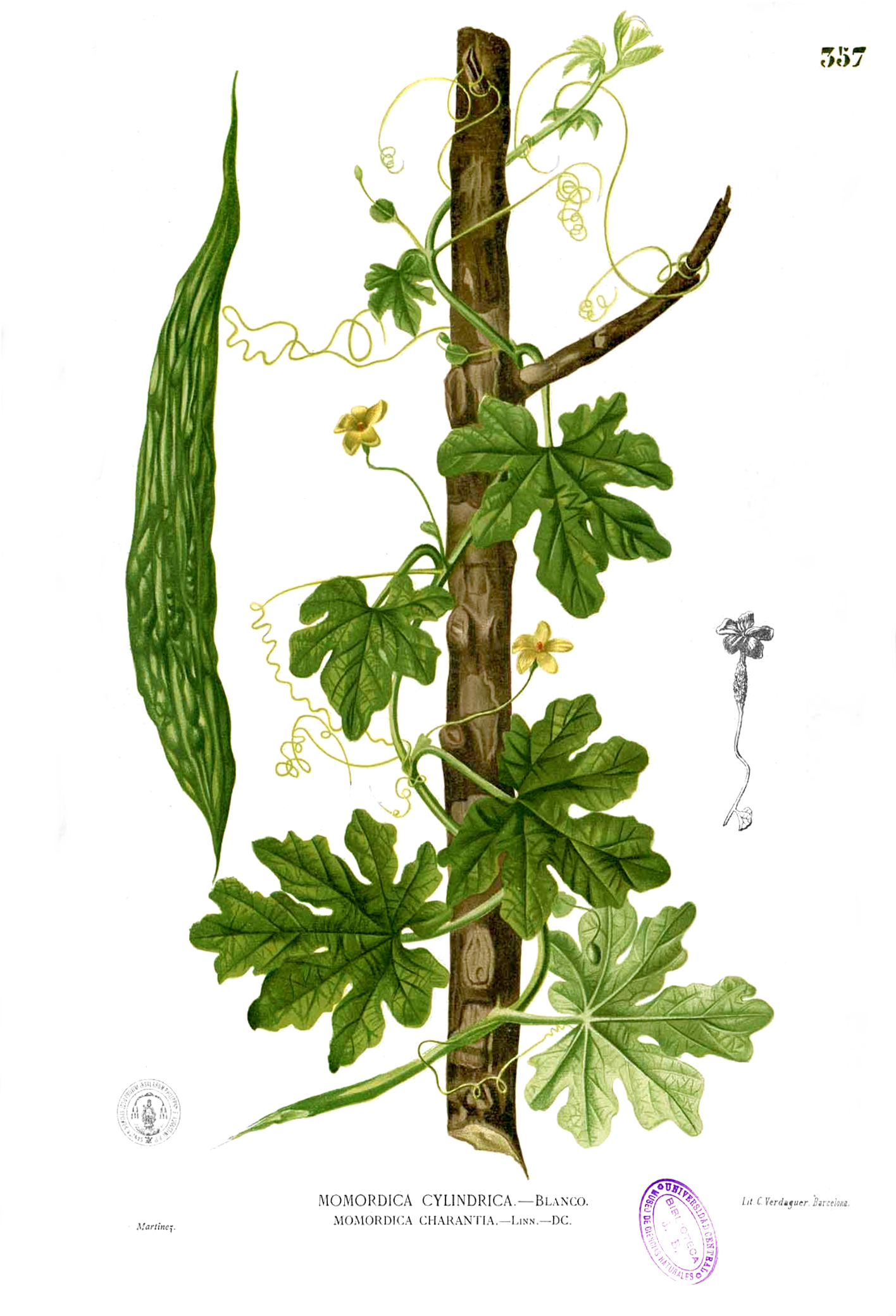 Plant-illustration-of-Bitter-gourd