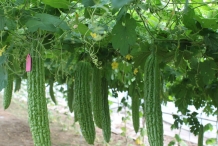 Bitter-gourd-fruit-in-the-plant